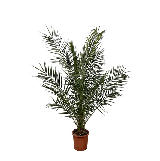Phoenix Canariensis - 180 cm - Forestbloom