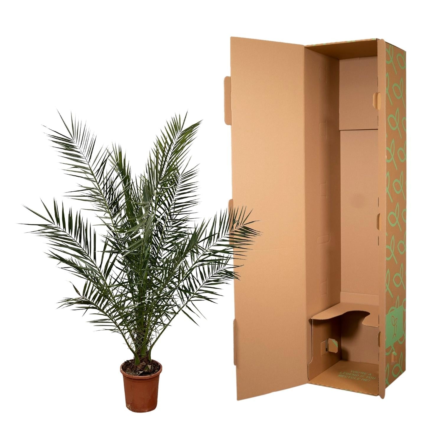 Phoenix Canariensis - 180 cm - Forestbloom