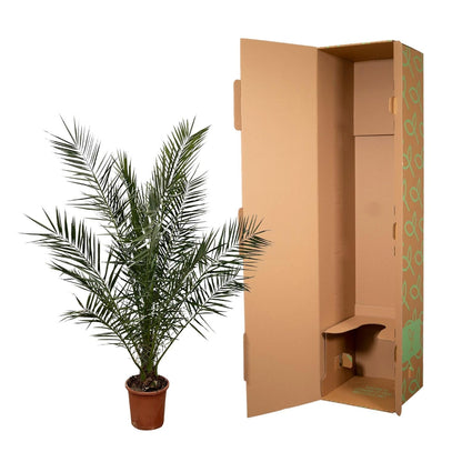 Phoenix Canariensis - 180 cm - Forestbloom