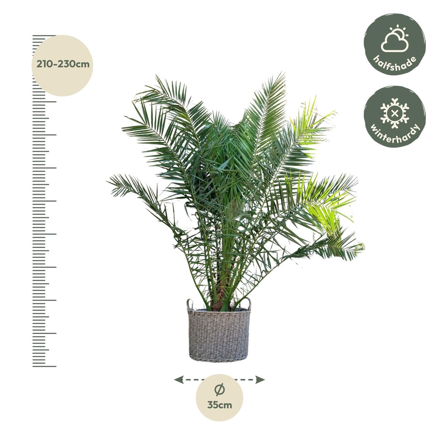 Phoenix Canariensis - 300 cm - Forestbloom