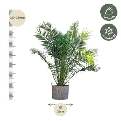 Phoenix Canariensis - 300 cm - Forestbloom