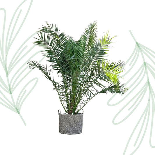 Phoenix Canariensis - 300 cm - Forestbloom