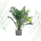 Phoenix Canariensis - 300 cm - Forestbloom