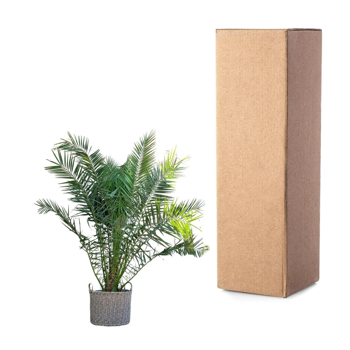 Phoenix Canariensis - 300 cm - Forestbloom