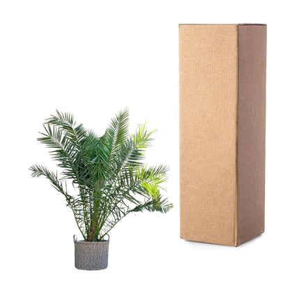 Phoenix Canariensis - 300 cm - Forestbloom