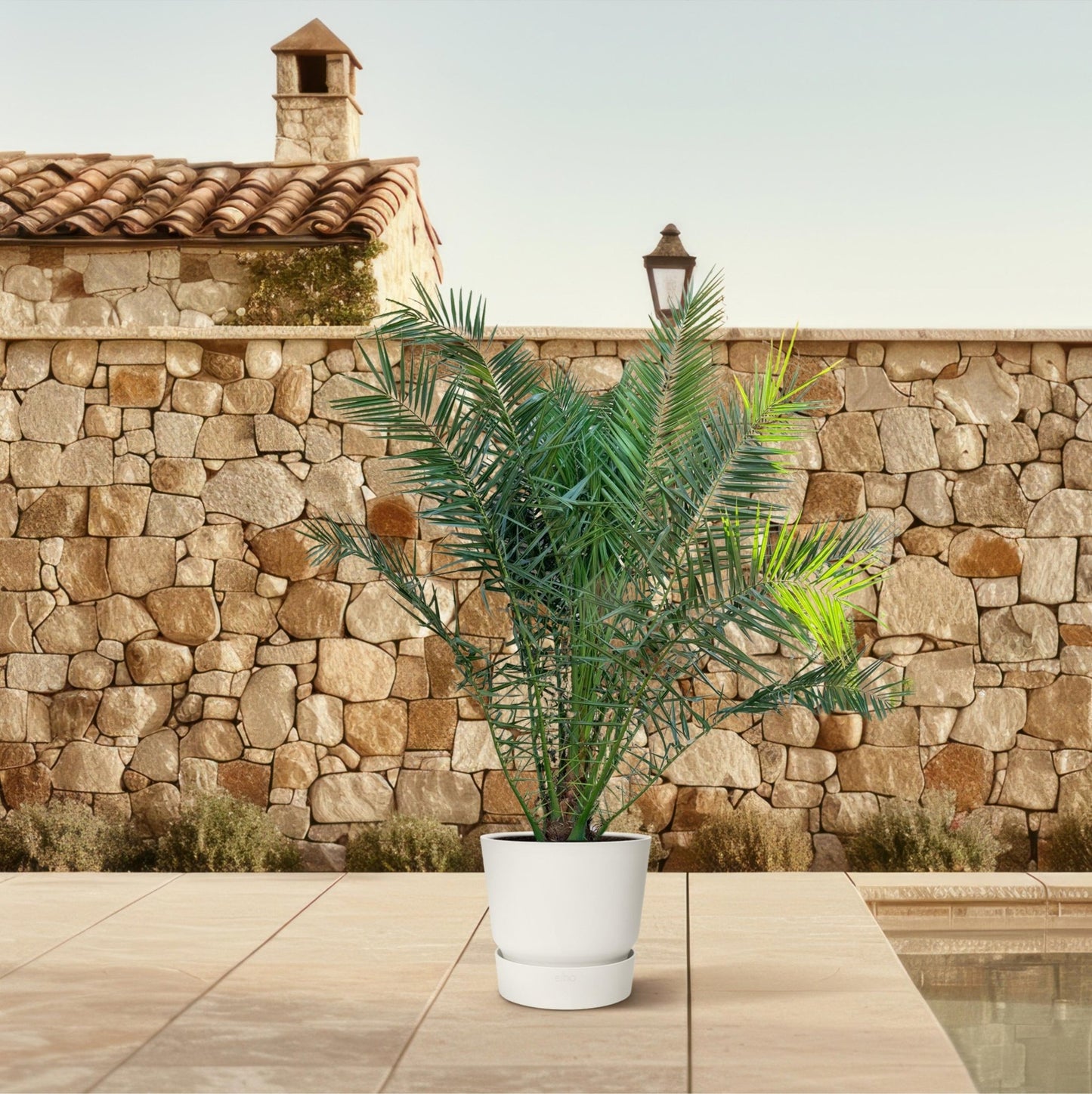 Phoenix Canariensis - 300 cm - Forestbloom