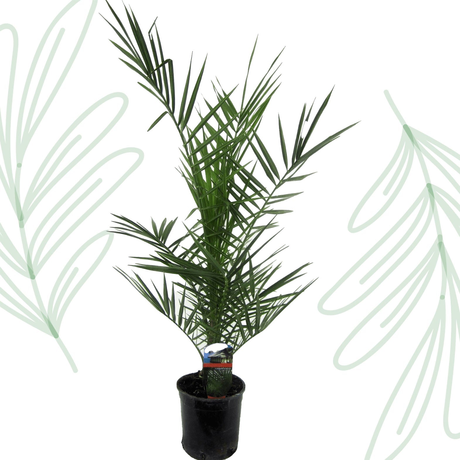 Phoenix Canariensis - 80 cm - Forestbloom