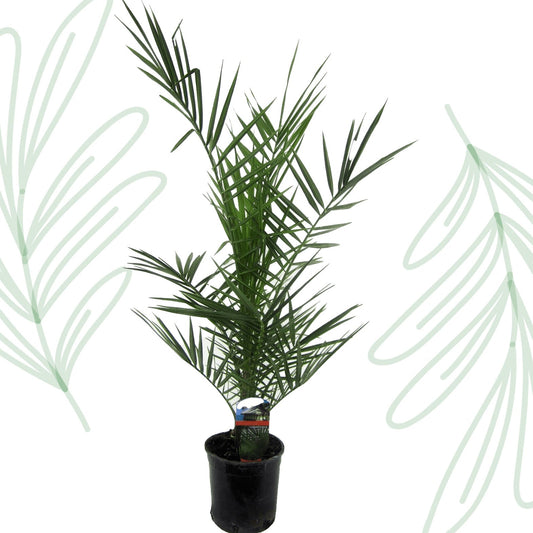 Phoenix Canariensis - 80 cm - Forestbloom