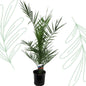Phoenix Canariensis - 80 cm - Forestbloom