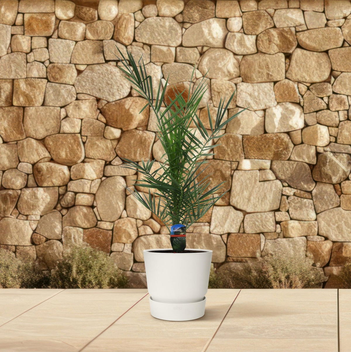 Phoenix Canariensis - 80 cm - Forestbloom