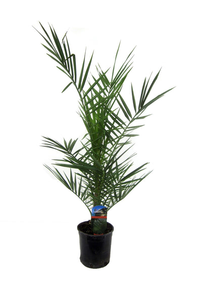 Phoenix Canariensis - 80 cm - Forestbloom