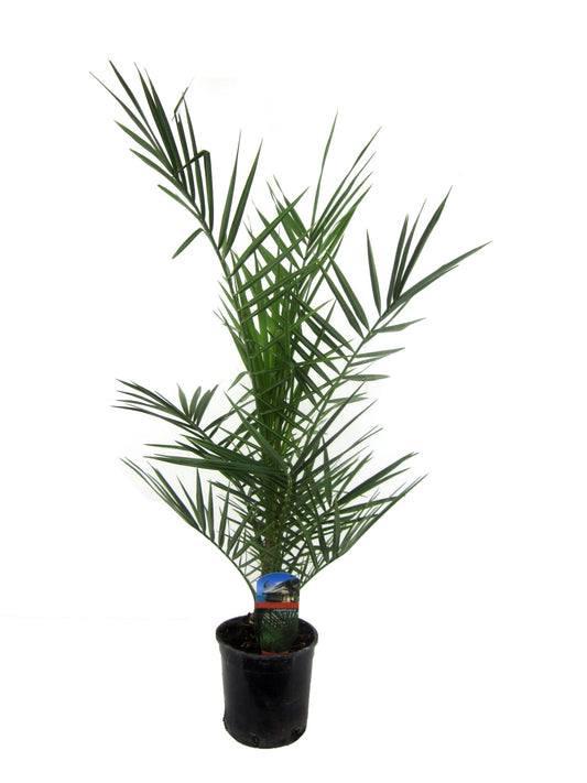 Phoenix Canariensis - 80 cm - Forestbloom