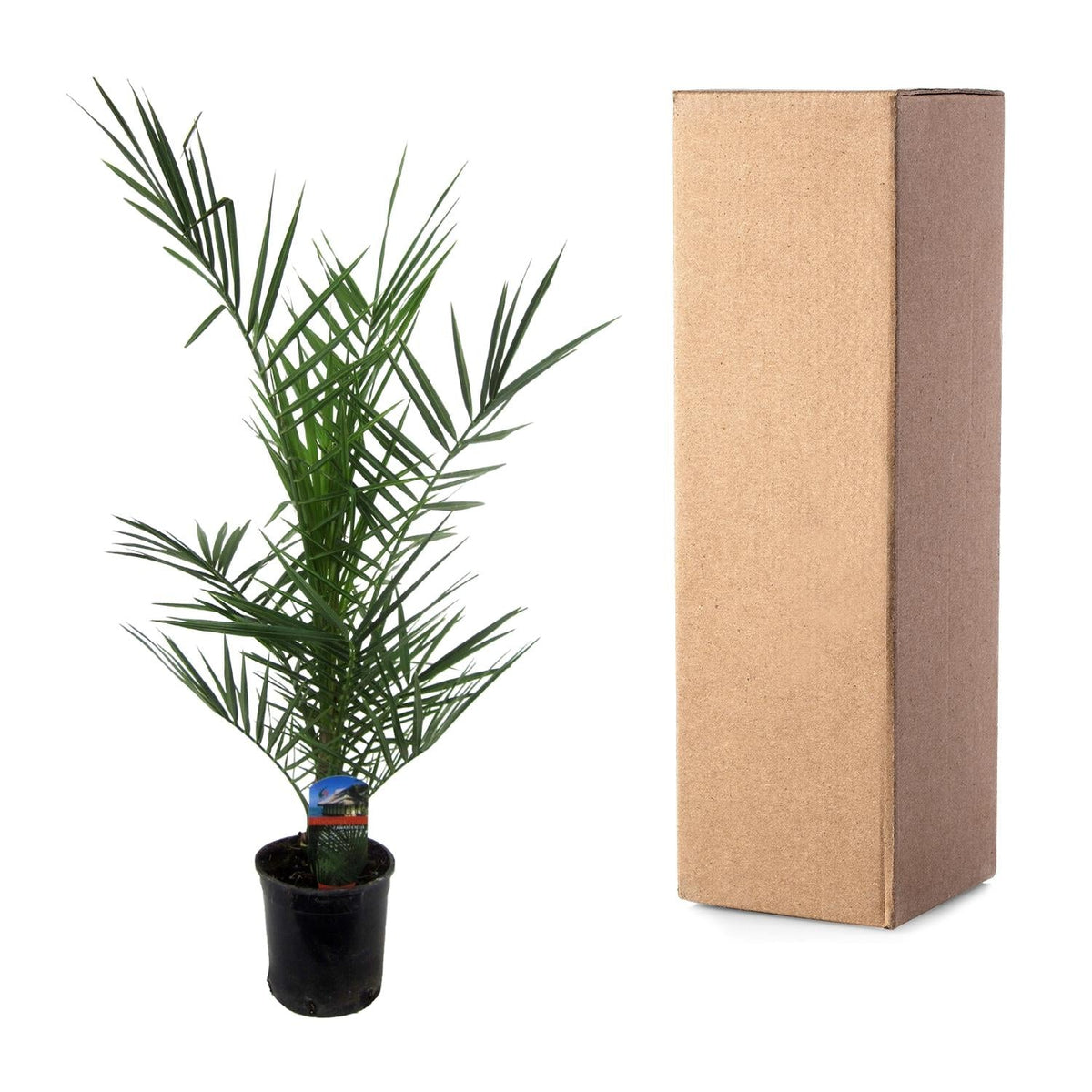 Phoenix Canariensis - 80 cm - Forestbloom