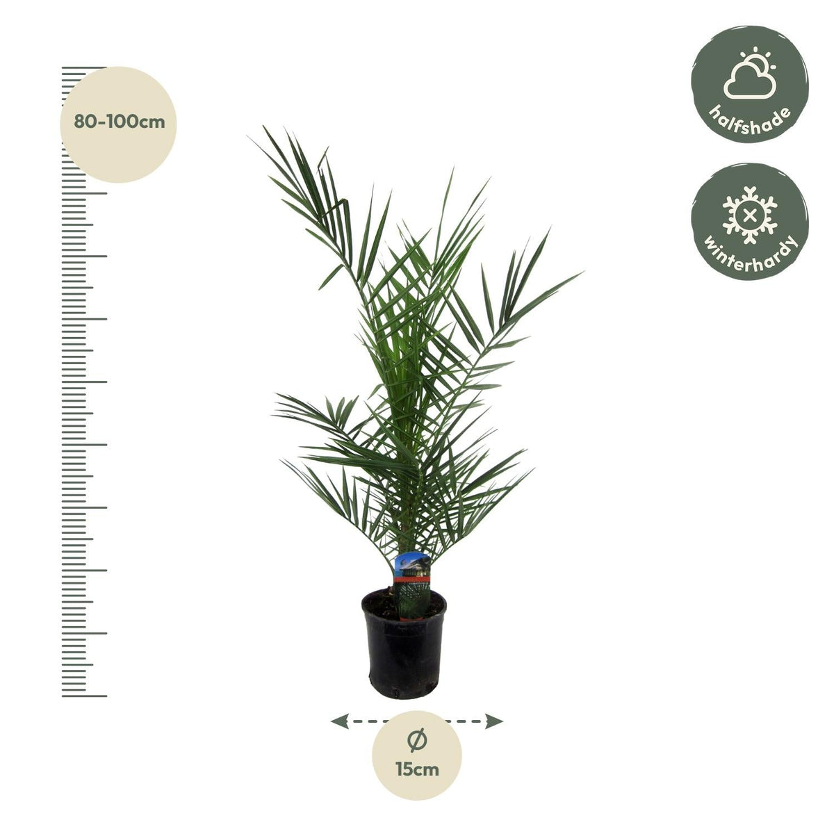 Phoenix Canariensis - 80 cm - Forestbloom