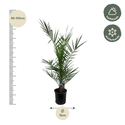 Phoenix Canariensis - 80 cm - Forestbloom