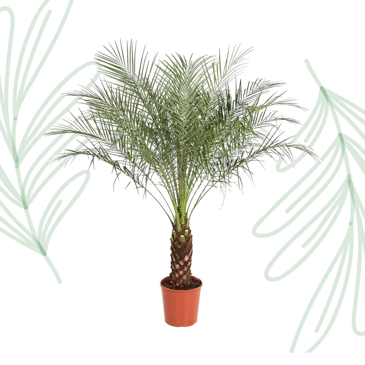 Phoenix Roebelenii - 160 cm - Forestbloom