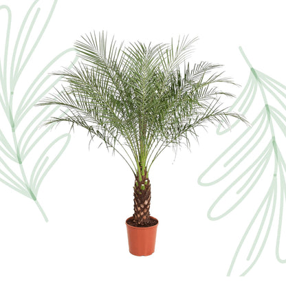Phoenix Roebelenii - 160 cm - Forestbloom
