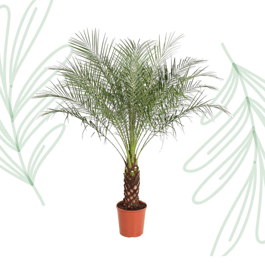 Phoenix Roebelenii - 160 cm - Forestbloom