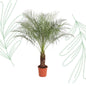 Phoenix Roebelenii - 160 cm - Forestbloom