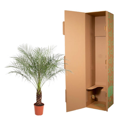 Phoenix Roebelenii - 160 cm - Forestbloom
