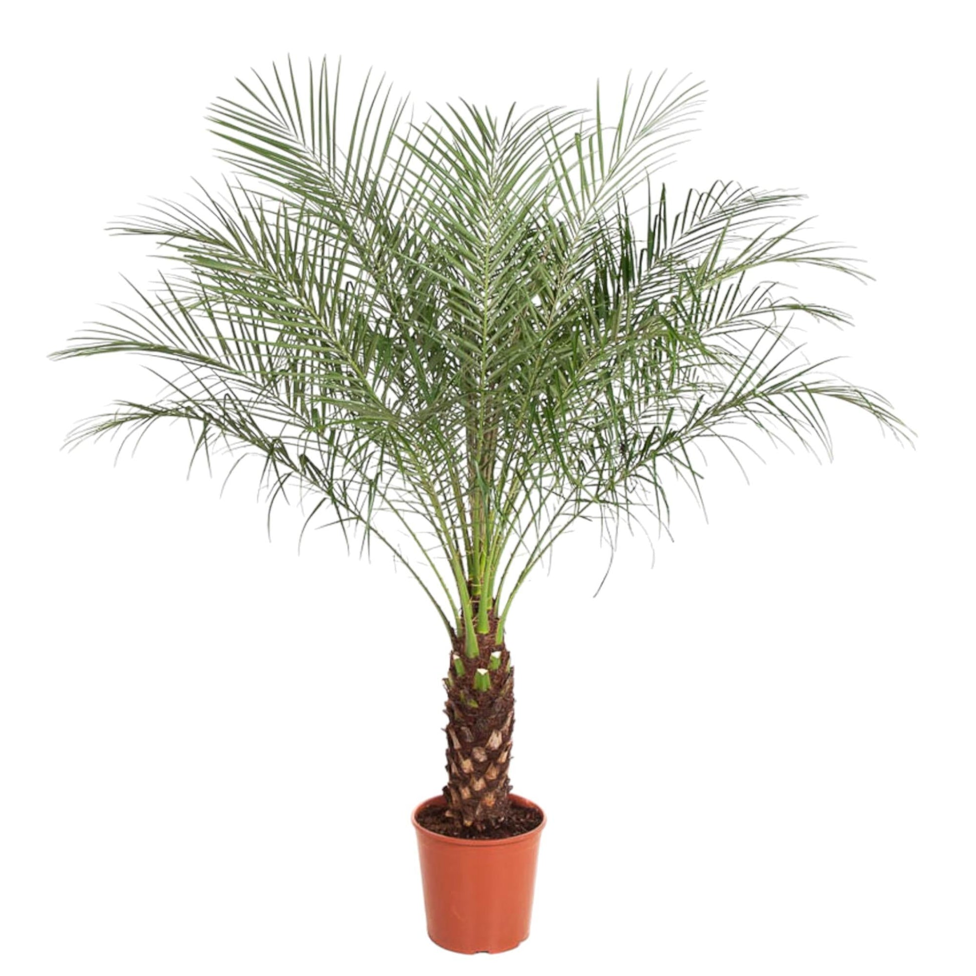 Phoenix Roebelenii - 160 cm - Forestbloom