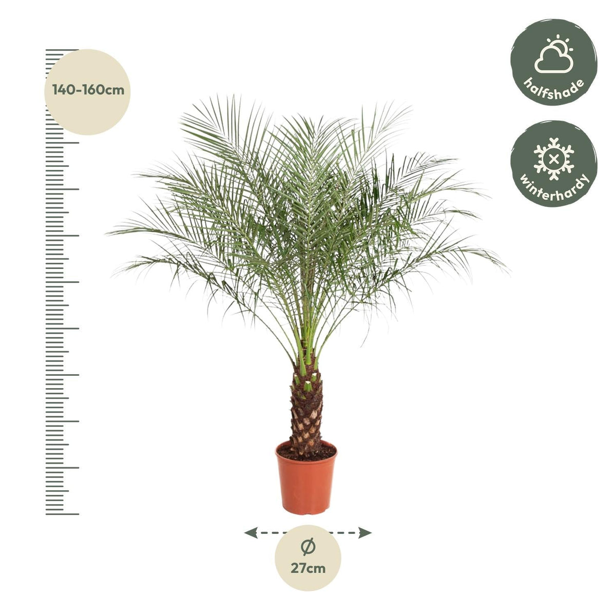 Phoenix Roebelenii - 160 cm - Forestbloom