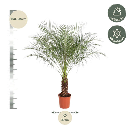 Phoenix Roebelenii - 160 cm - Forestbloom