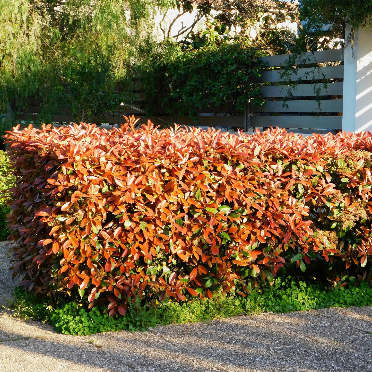 Photinia fraseri Red Robin - 6 planten - 1 strekkende meter - Forestbloom