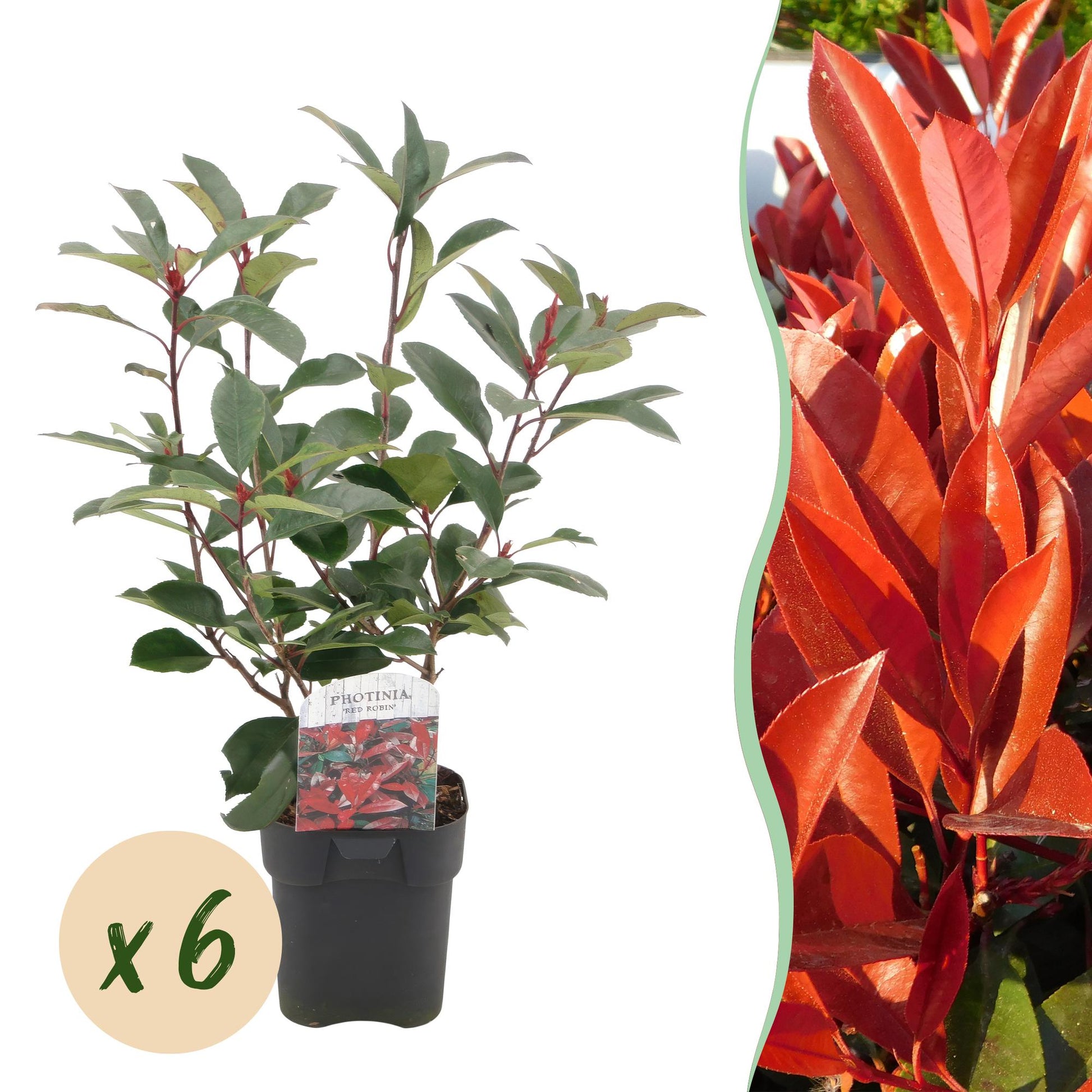 Photinia fraseri Red Robin - 6 planten - 1 strekkende meter - Forestbloom