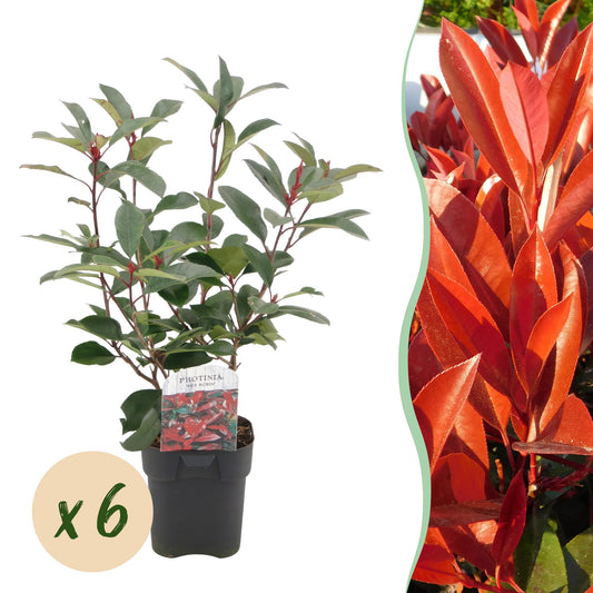 Photinia fraseri Red Robin - 6 planten - 1 strekkende meter - Forestbloom