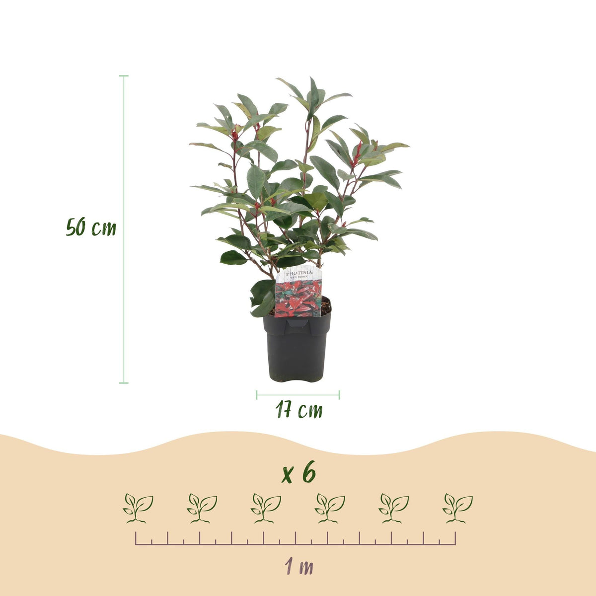 Photinia fraseri Red Robin - 6 planten - 1 strekkende meter - Forestbloom