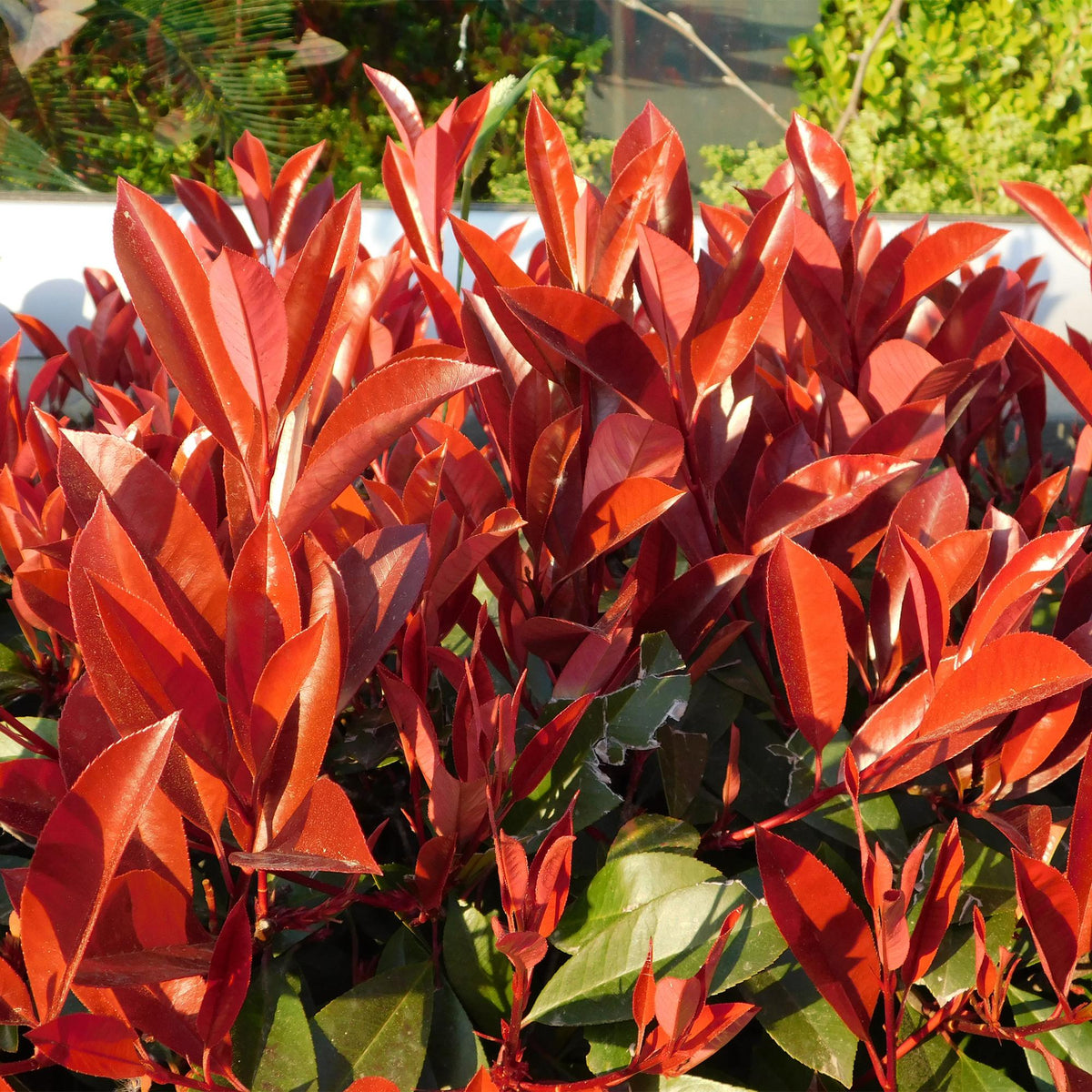 Photinia fraseri Red Robin - 6 planten - 1 strekkende meter - Forestbloom