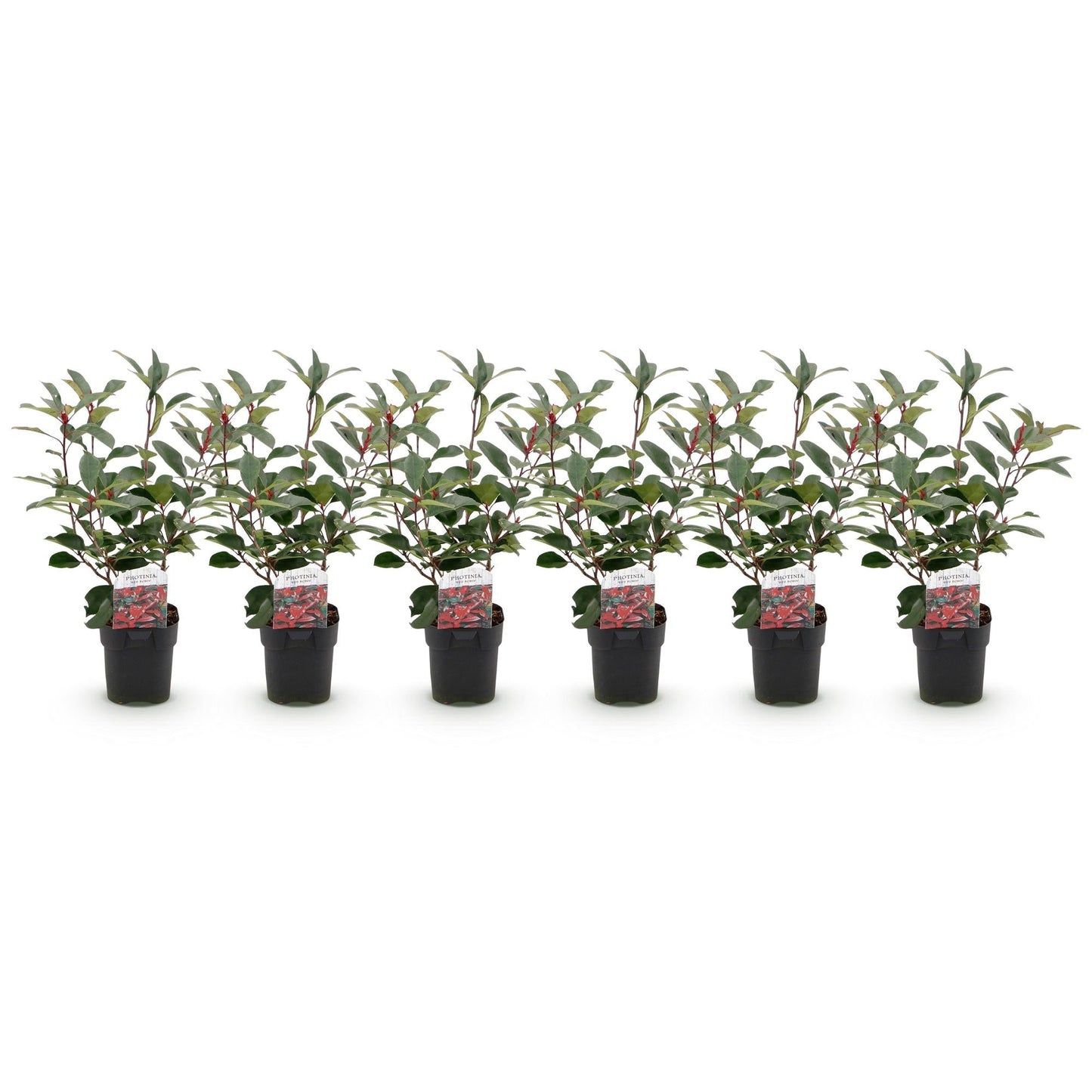 Photinia fraseri Red Robin - 6 planten - 1 strekkende meter - Forestbloom