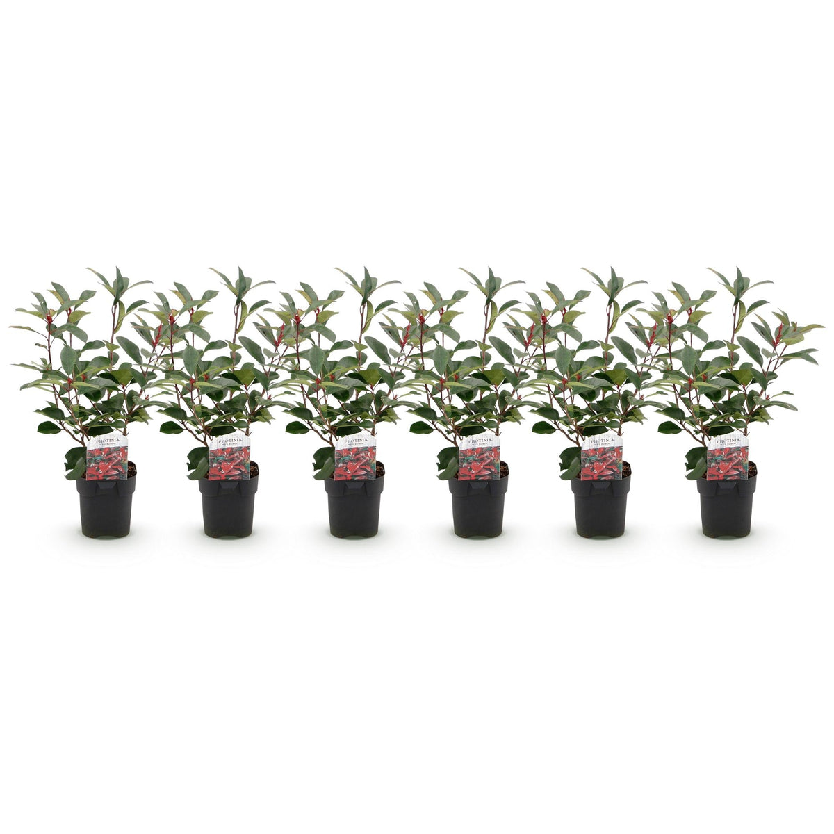 Photinia fraseri Red Robin - 6 planten - 1 strekkende meter - Forestbloom