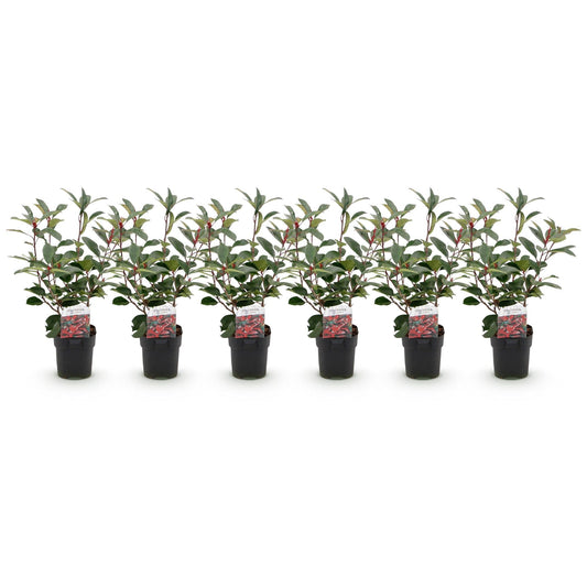 Photinia fraseri Red Robin - 6 planten - 1 strekkende meter - Forestbloom