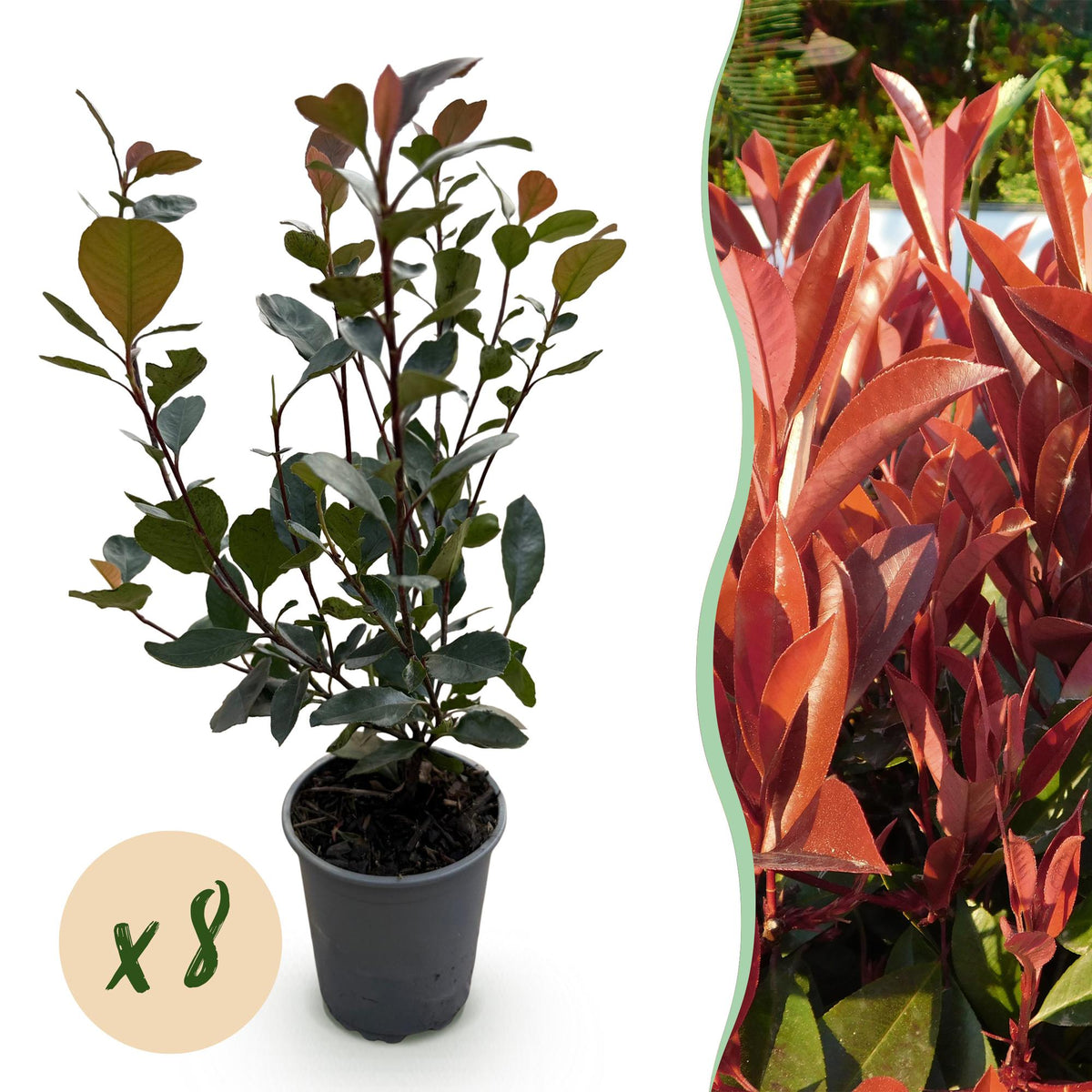 Photinia Little Red Robin - 8 Planten - 1 Strekkende Meter - Forestbloom