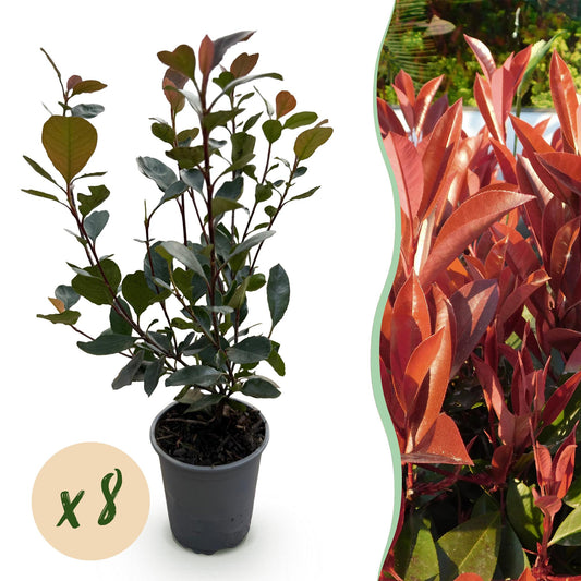 Photinia Little Red Robin - 8 Planten - 1 Strekkende Meter - Forestbloom
