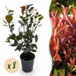 Photinia Little Red Robin - 8 Planten - 1 Strekkende Meter - Forestbloom