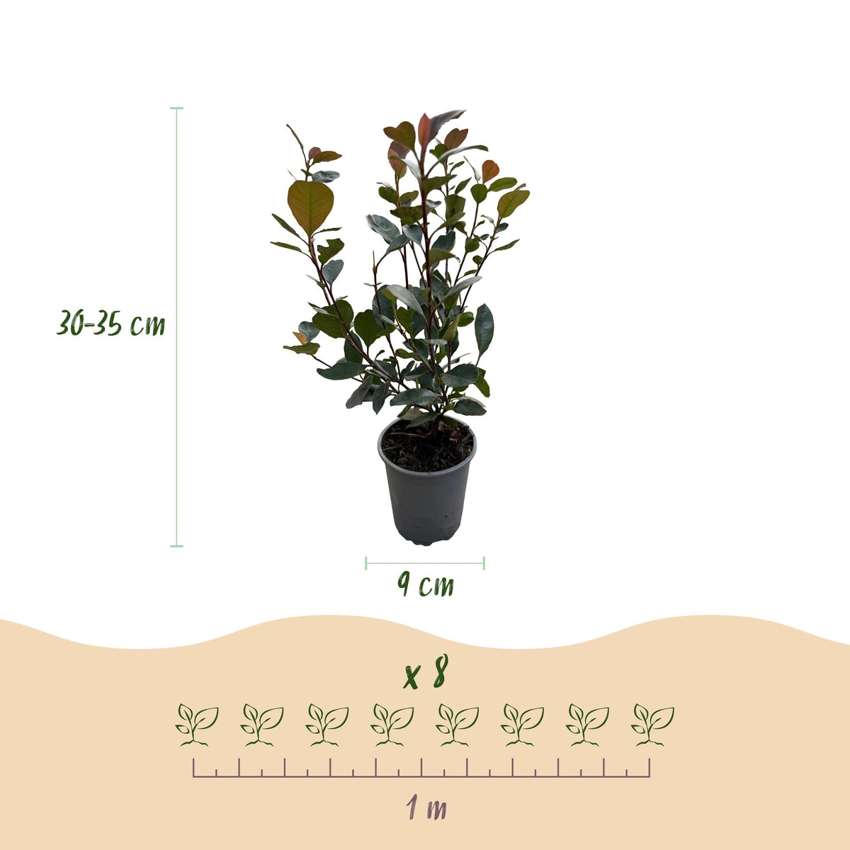 Photinia Little Red Robin - 8 Planten - 1 Strekkende Meter - Forestbloom