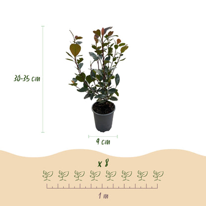 Photinia Little Red Robin - 8 Planten - 1 Strekkende Meter - Forestbloom