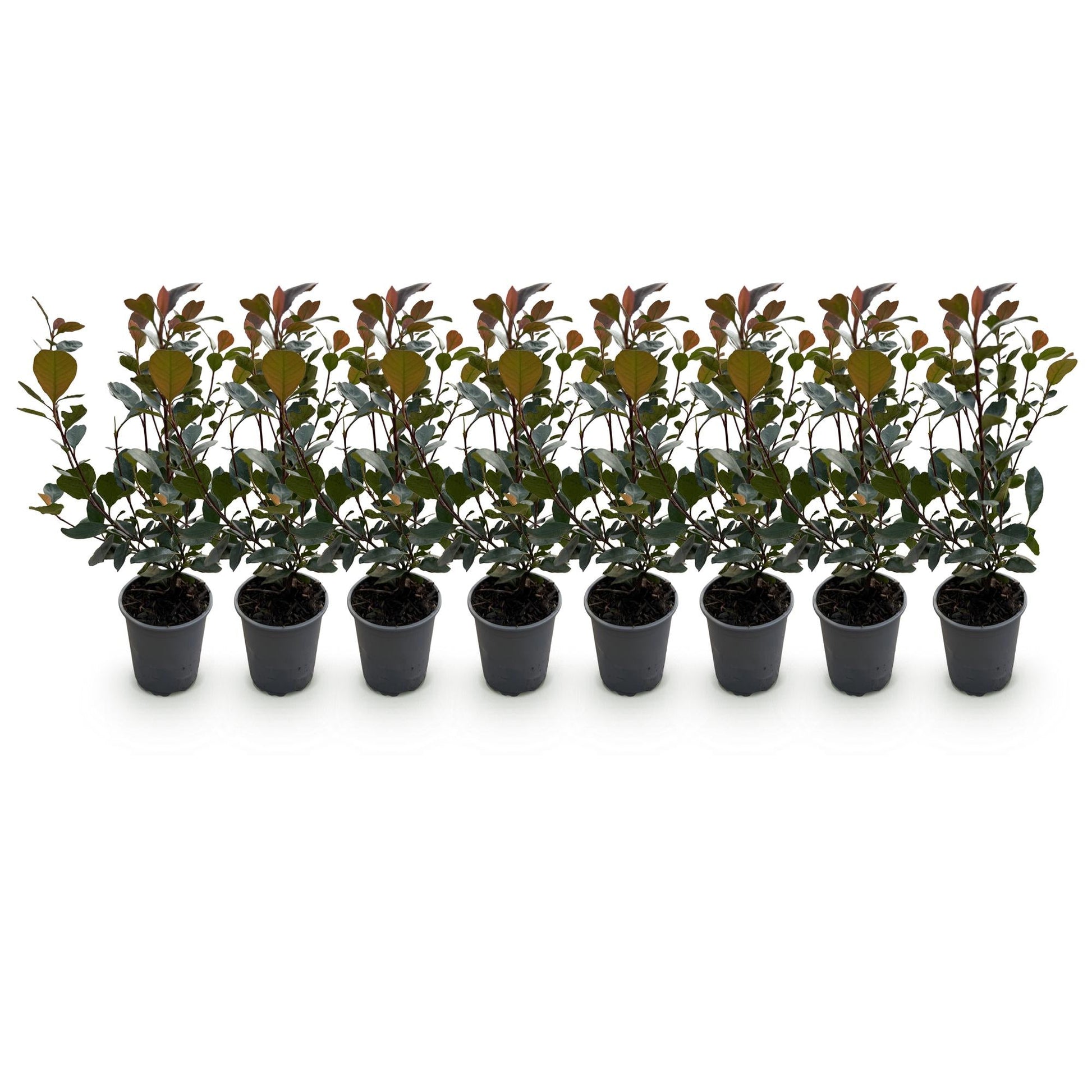Photinia Little Red Robin - 8 Planten - 1 Strekkende Meter - Forestbloom