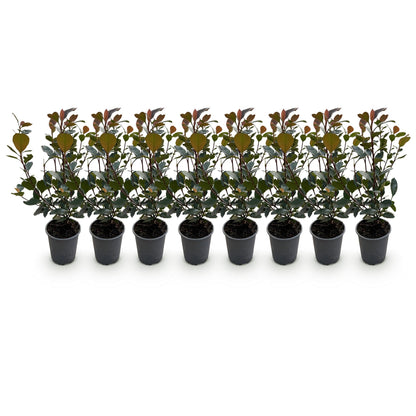 Photinia Little Red Robin - 8 Planten - 1 Strekkende Meter - Forestbloom