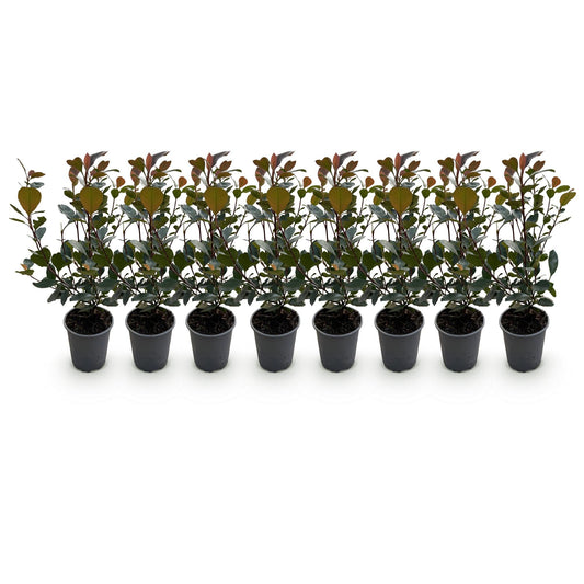 Photinia Little Red Robin - 8 Planten - 1 Strekkende Meter - Forestbloom