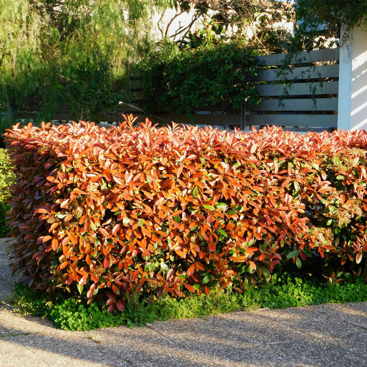Photinia Little Red Robin - 8 Planten - 1 Strekkende Meter - Forestbloom