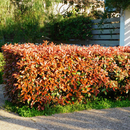 Photinia Little Red Robin - 8 Planten - 1 Strekkende Meter - Forestbloom