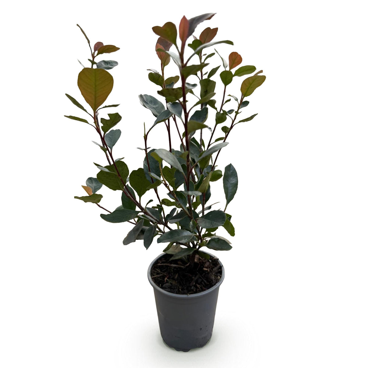 Photinia Little Red Robin - 8 Planten - 1 Strekkende Meter - Forestbloom