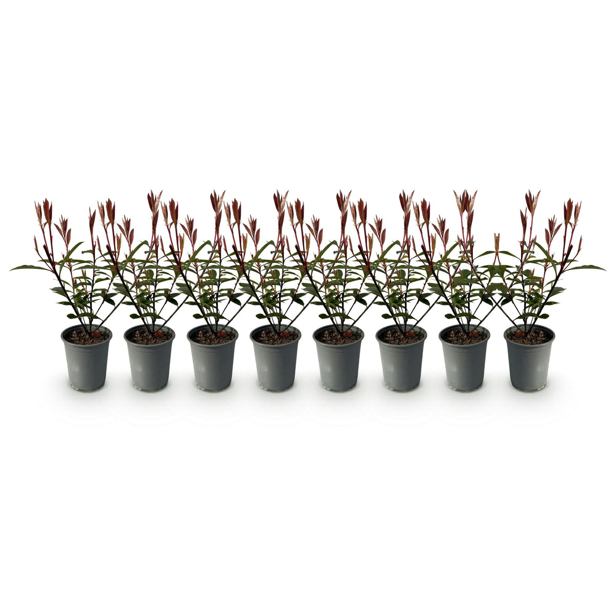 Photnia fraseri Carre Rouge - 8 planten - 1 strekkende meter - Forestbloom