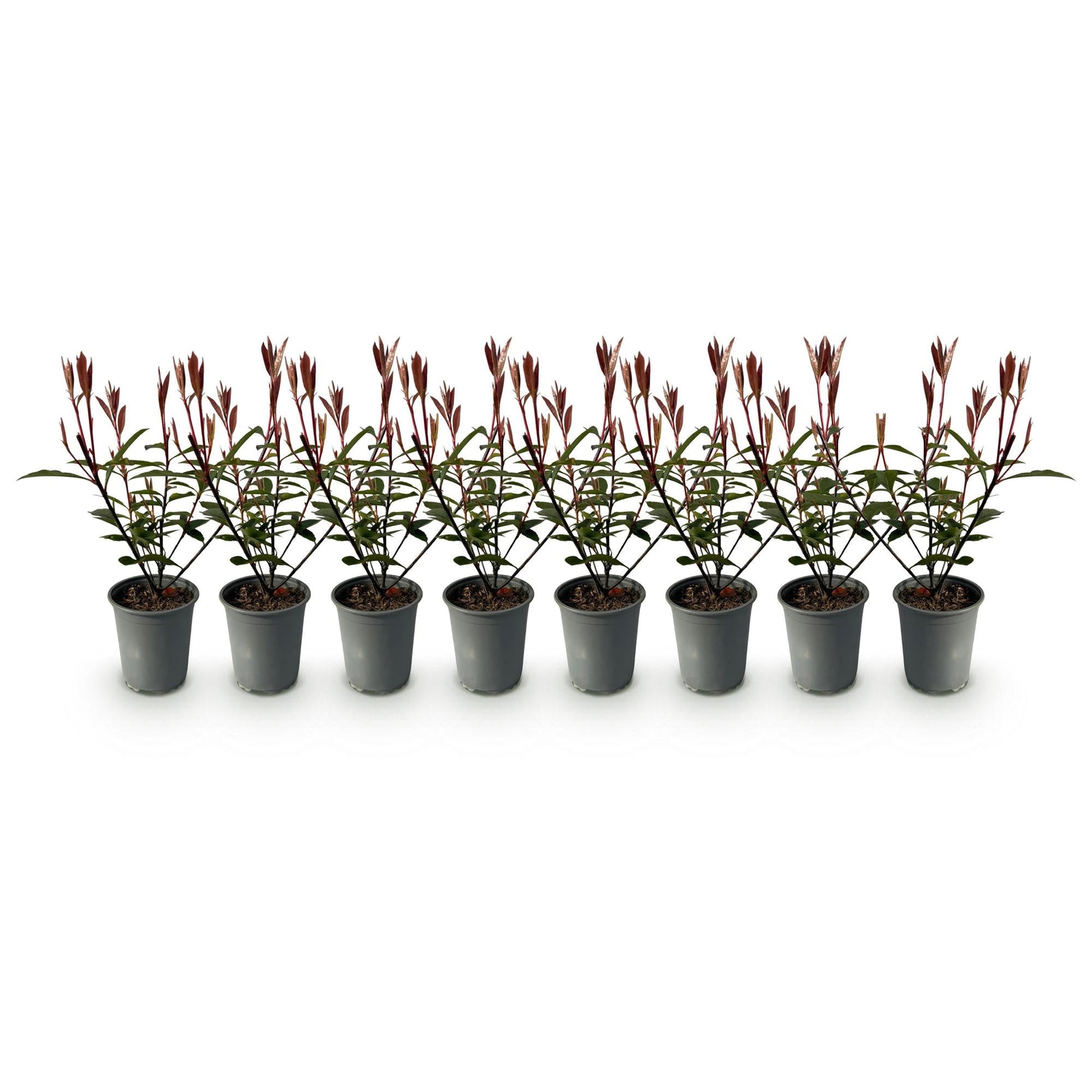 Photnia fraseri Carre Rouge - 8 planten - 1 strekkende meter - Forestbloom
