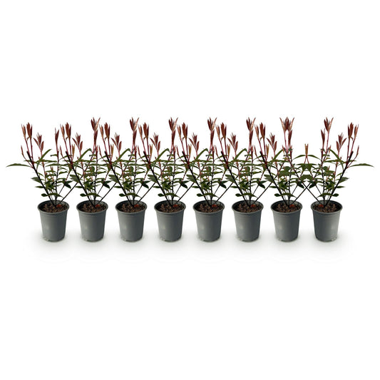 Photnia fraseri Carre Rouge - 8 planten - 1 strekkende meter - Forestbloom
