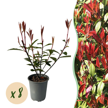 Photnia fraseri Carre Rouge - 8 planten - 1 strekkende meter - Forestbloom
